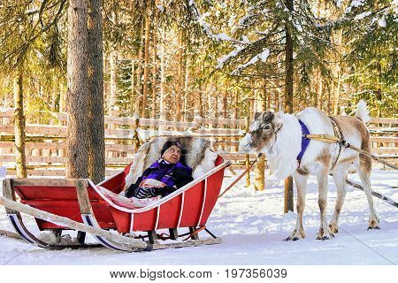 Woman At Reindeer Sled Caravan Safari Forest Lapland Northern Finland