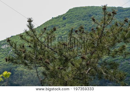 The Vicinities Of The Mangush Plateau