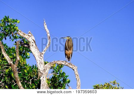 Bare throated tiger heron in a tree in Rio Lagartos Mexico