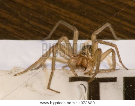 Spider1