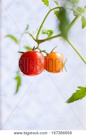 Homemade tomato grown on a window sill in a pot / помидор на ветке растущий на подоконнике.