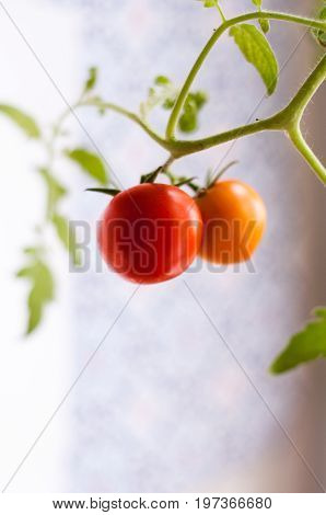 Homemade tomato grown on a window sill in a pot / помидор на ветке растущий на подоконнике.