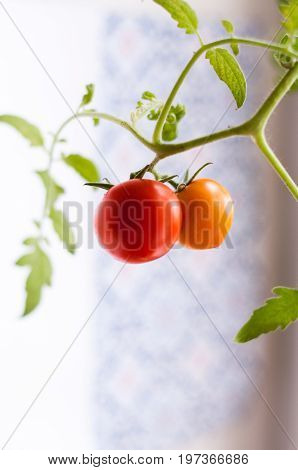 Homemade tomato grown on a window sill in a pot / помидор на ветке растущий на подоконнике.