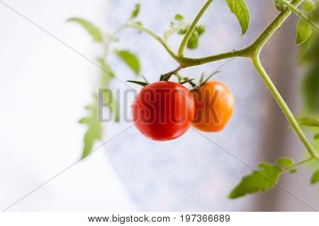 Homemade tomato grown on a window sill in a pot / помидор на ветке растущий на подоконнике.