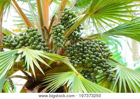 The Talipot Palm - Corypha Umbraculifera is one of the largest palms in the world. Natives have a wide range of uses for this palm, food, medicines and other commodities for their use from this trees.