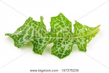 Silybum marianum (Milk Thistle).  Medical plants