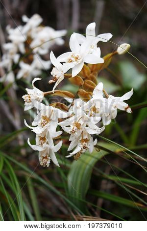White orchid found along the trail to summit of Mount Kinabalu in Sabah Borneo Malaysia