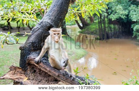 Macaca on an old tree near the muddy river in Sri Lanka
