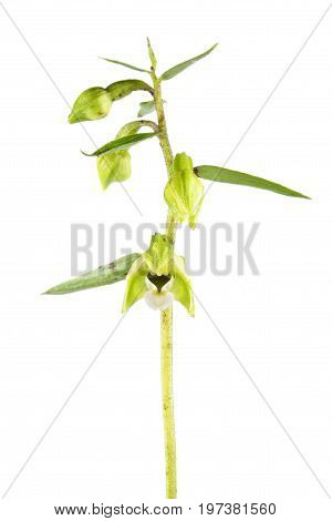 Broad-leaved helleborine (Epipactis helleborine) flower isolated on white background. Wild Orchid