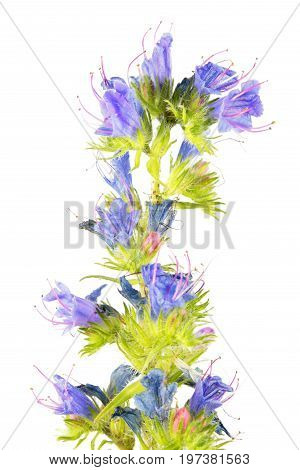 Blueweed or viper's bugloss (Echium vulgare) isolated on white background. Medicinal plant