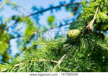 Branch Of Larch Close-up