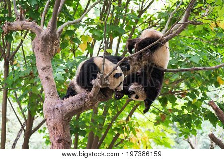 Two young pandas playing in a tree