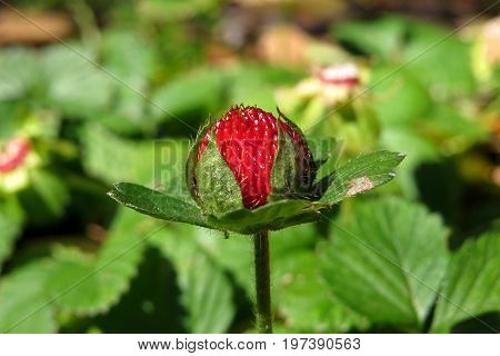 Wild red strawberry berry fruit in native Australian garden