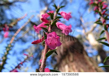 Pink Correa flowers bell-shaped flower plant in Australian bush land