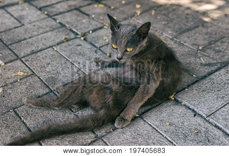Portrait of alien cat with yellow eyes lying on a dirty pavement and watching