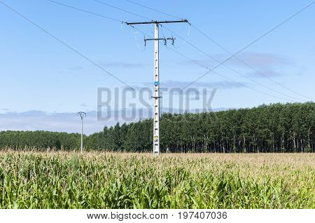 Poplar groves and cornfields in the plain of the River Esla, in Leon Province, Spain