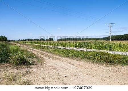 Poplar groves and cornfields in the plain of the River Esla, in Leon Province, Spain