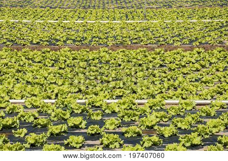 Lettuce field in the plain of the River Esla, in Leon Province, Spain