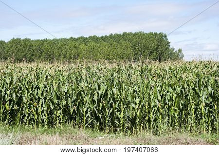 Poplar groves and cornfields in the plain of the River Esla, in Leon Province, Spain