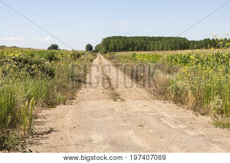 Poplar groves and cornfields in the plain of the River Esla, in Leon Province, Spain
