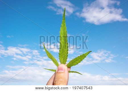 Marijuana Leaf In Man Hand