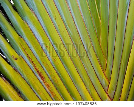 Big body of traveler's palm Ravenala banana