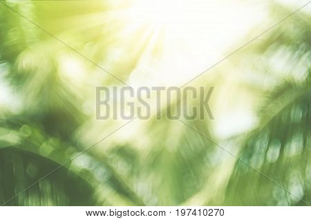 Copy Space Of Blur Palm Leaf On Blue Sky And White Clouds With Bokeh Sun Ligth Abstract Texture Back