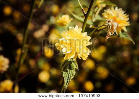 Kerria japonica yellow flowers in close up