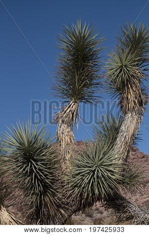 This is an image taken of a tree in the red rock mountains of Nevada