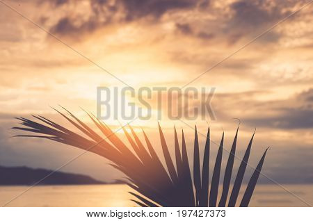 Ature Palm Leaf On Tropical Sunset Beach Background.