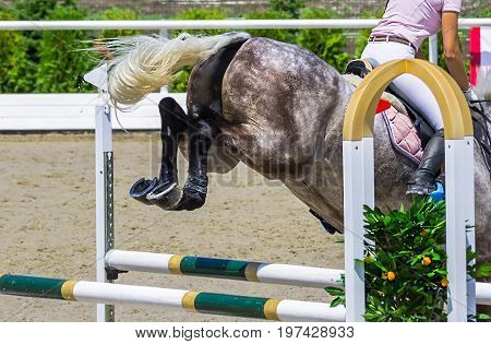 Beautiful girl on gray horse in jumping show, equestrian sports. Dappled gray horse and girl in pink shirt over a jump. Hot, shiny day.