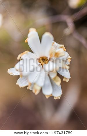 One White Magnolia Flower With Shriveled Brown Dried Leaves In Early Spring
