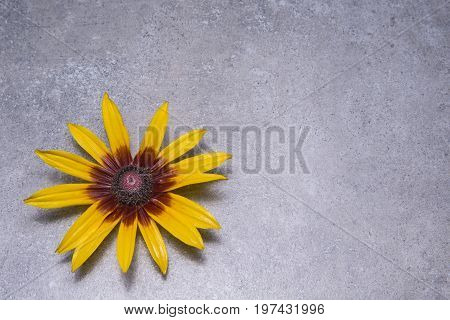 Single yellow echinocea on the grungy background