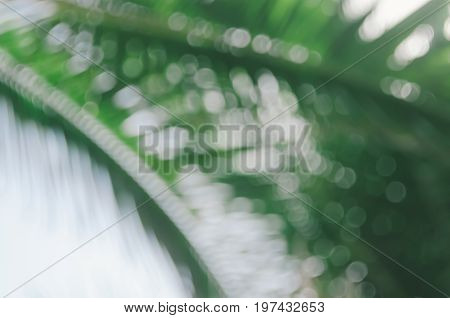 Copy Space Of Blur Palm Leaf On Blue Sky And White Clouds With Bokeh Sun Ligth Abstract Texture Back