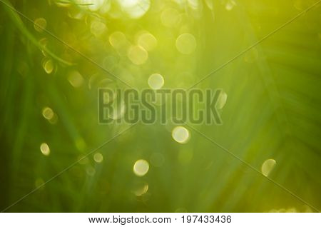 Copy Space Of Blur Palm Leaf On Blue Sky And White Clouds With Bokeh Sun Ligth Abstract Texture Back