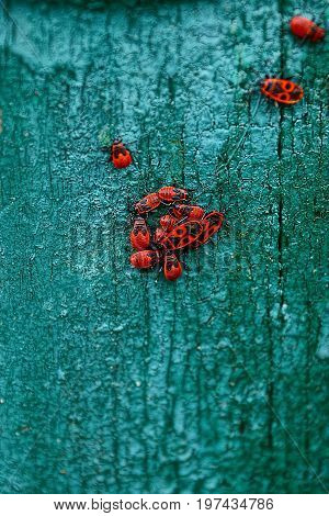 Red black beetles on a green painted piece of wood