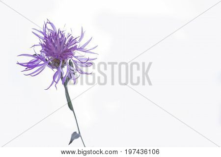 Violet blossom meadow flower on the white background