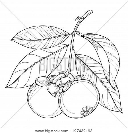 Vector branch with outline Purple Mangosteen or Garcinia mangosteen fruit and leaf in black isolated on white background. Exotic tropical fruit in contour style for summer design and coloring book.