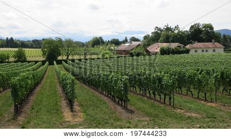 Vineyard Near Lake Geneva And Swiss Mountains, Switzerland