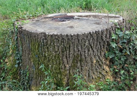 Old tree near Lake Geneva and Swiss mountains Switzerland