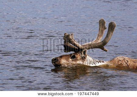 Adult male reindeer in the spring, swims through a river in Siberia (Rangifer tarandus)  Taimyr  Russia