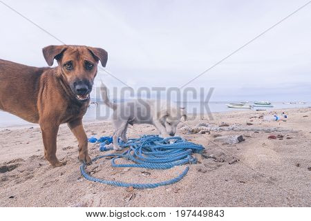Street dogs playing on the beach of Nusa Lembongan island, Bali.