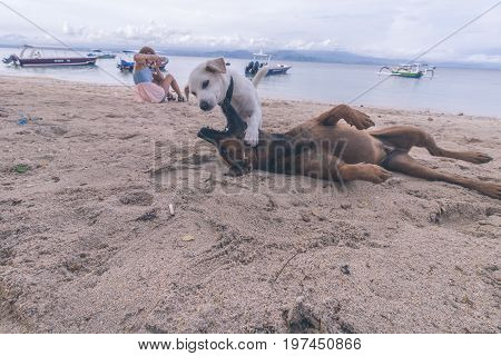 Street dogs playing on the beach of Nusa Lembongan island, Bali.