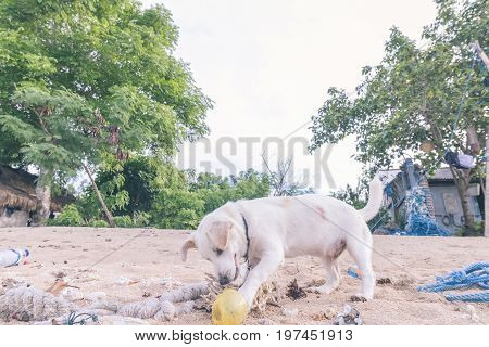 Street dogs playing on the beach of Nusa Lembongan island, Bali.