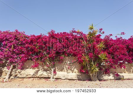 Beautiful pink bougainvillea flowers in southern Spain