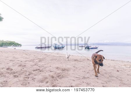 Street dogs playing on the beach of Nusa Lembongan island, Bali.