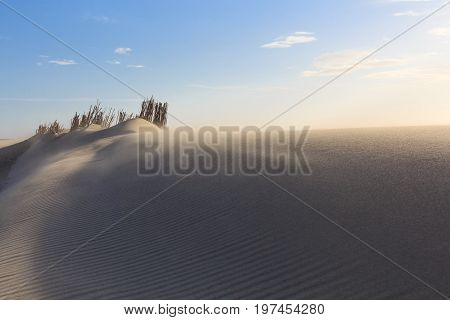 Sand dunes at the Dutch North Sea coast