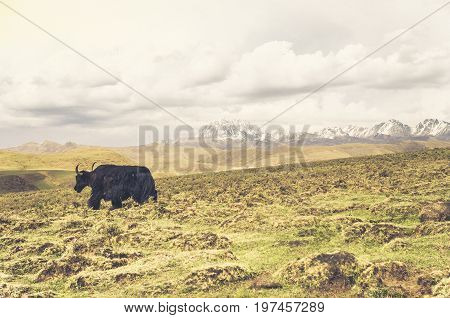 View on Yaks in the tibetan mountains of China