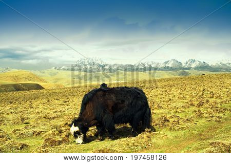 View on mountain landscape by Tagong grassland in China