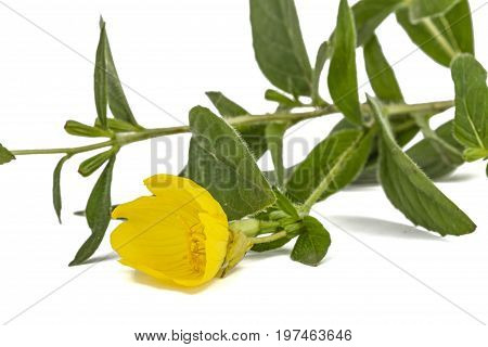 Yellow Flower Of Evening Primrose, Lat. Oenothera, Isolated On White Background